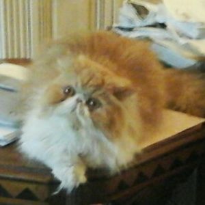 Meet your Posher, Barbara